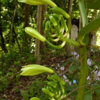 Vanilla planifolia Andrews